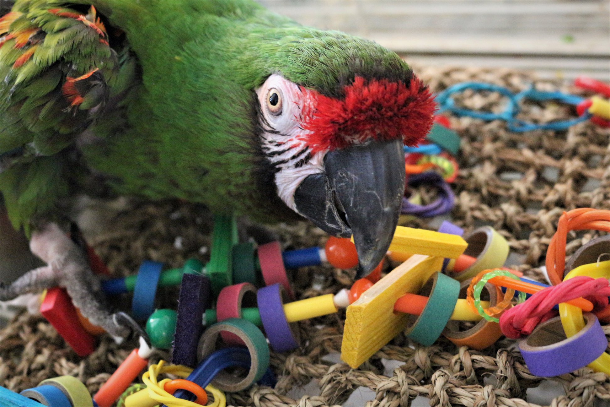 This is a picture of Tex, picking out a new parrot toy at the Landing Zone Parrot Sanctuary.
