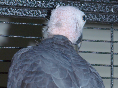 Homey the Timneh African Grey
