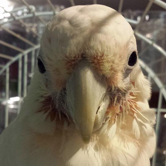 Peaches the Goffins Cockatoo