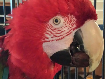 Isaiah the Greenwing Macaw